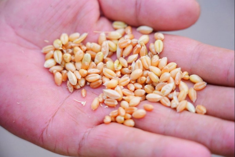 冠菌素在夏邑田間示范實現畝產提升12.65% 國家重點研發項目助推小麥綠色增產v417