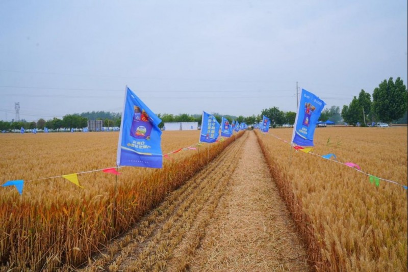 冠菌素在夏邑田間示范實現畝產提升12.65% 國家重點研發項目助推小麥綠色增產v419