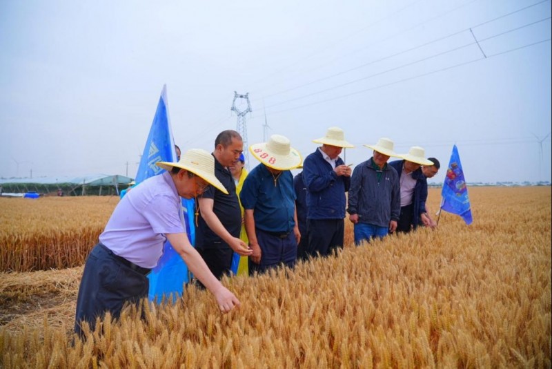 冠菌素在夏邑田間示范實現畝產提升12.65% 國家重點研發項目助推小麥綠色增產v561
